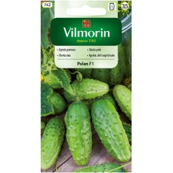 Ogórek Gruntowy Polan F1 3g Vilmorin