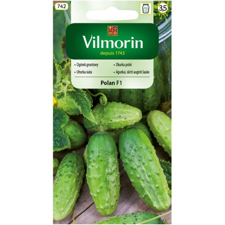 Ogórek Gruntowy Polan F1 3g Vilmorin