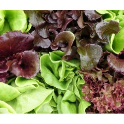 Mieszanka Sałat Liściowych na Kiełki "Mesclun Sweet" 0,5g Vilmorin