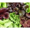 Mieszanka Sałat Liściowych na Kiełki "Mesclun Sweet" 0,5g Vilmorin