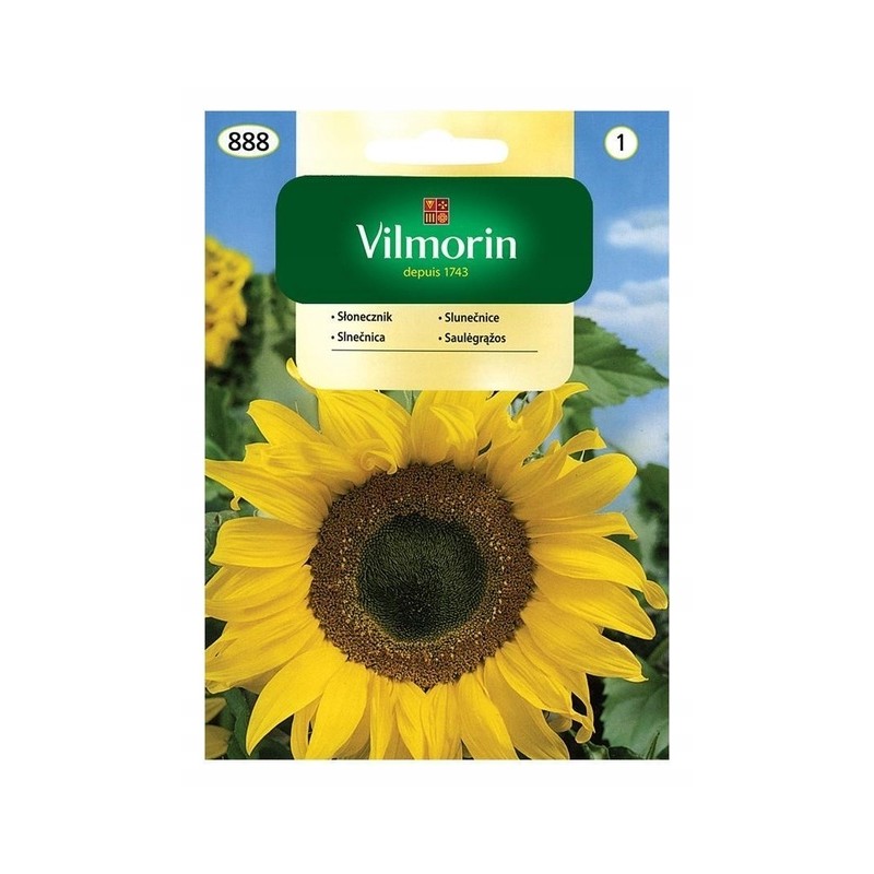 Słonecznik Jadalny 20g Vilmorin