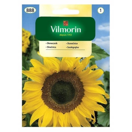 Słonecznik Jadalny 20g Vilmorin