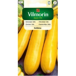 Dynia Zwyczajna - Cukinia Goldena 2g Vilmorin