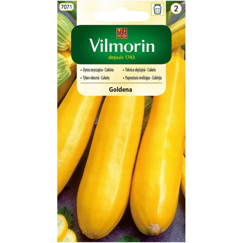 Dynia Zwyczajna - Cukinia Goldena 2g Vilmorin