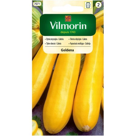 Dynia Zwyczajna - Cukinia Goldena 2g Vilmorin