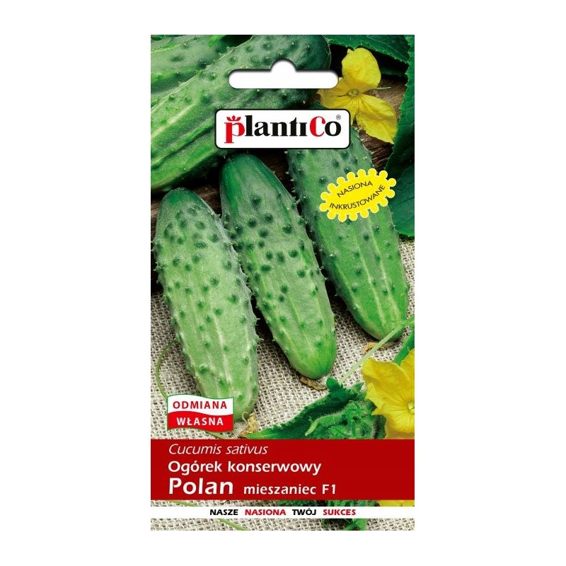 Ogórek Konserwowy Polan F1 5g Plantico