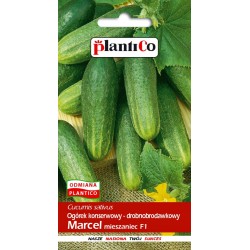 Ogórek Konserwowy Drobnobrodawkowy Marcel F1 5g Plantico