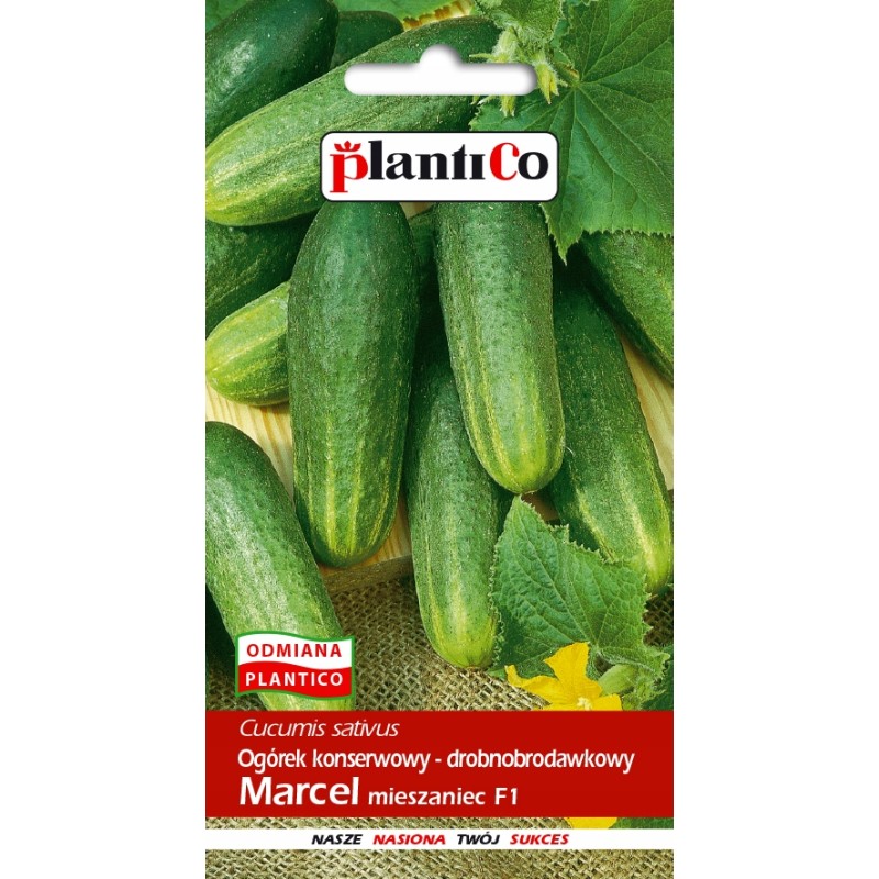 Ogórek Konserwowy Drobnobrodawkowy Marcel F1 5g Plantico