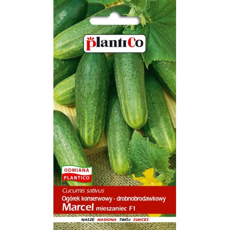 Ogórek Konserwowy Drobnobrodawkowy Marcel F1 5g Plantico
