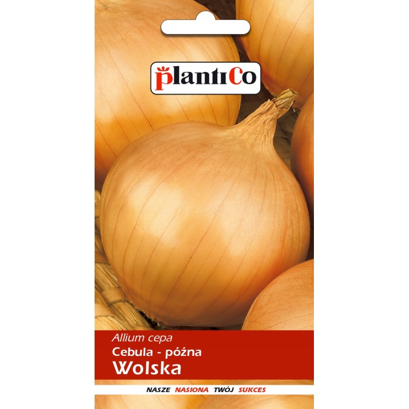 Cebula Późna Wolska 5g Plantico