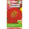 Cynia Daliowa 1g Plantico