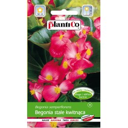 Begonia Stale Kwitnąca Różowa 0,1g Plantico