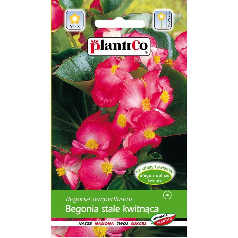 Begonia Stale Kwitnąca Różowa 0,1g Plantico
