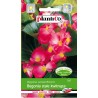 Begonia Stale Kwitnąca Różowa 0,1g Plantico