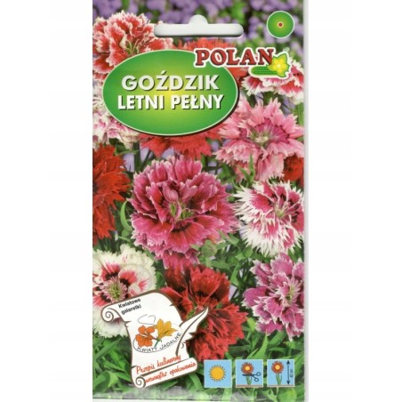Goździk Chiński Letni Pełny 1g Polan