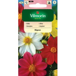 Dalia Zmienna Mingon 1g Vilmorin