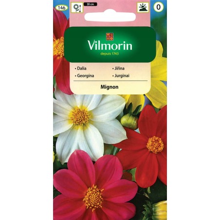 Dalia Zmienna Mingon 1g Vilmorin
