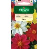 Dalia Zmienna Mingon 1g Vilmorin