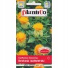 Krokosz Barwierski 0,5g Plantico