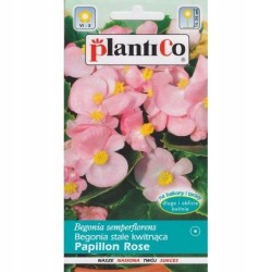 Begonia Stale Kwitnąca Papillon Rose 0,1g Plantico