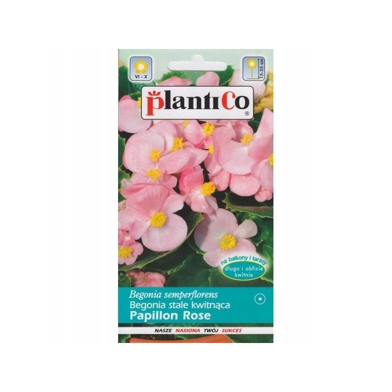 Begonia Stale Kwitnąca Papillon Rose 0,1g Plantico