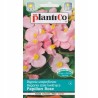 Begonia Stale Kwitnąca Papillon Rose 0,1g Plantico