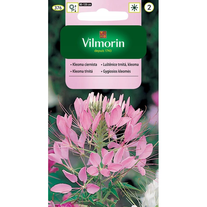Kleoma Ciernista 1g Vilmorin