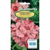 Pelargonia Rabatowa Raspberry Ripple 0,04g W. Legutko