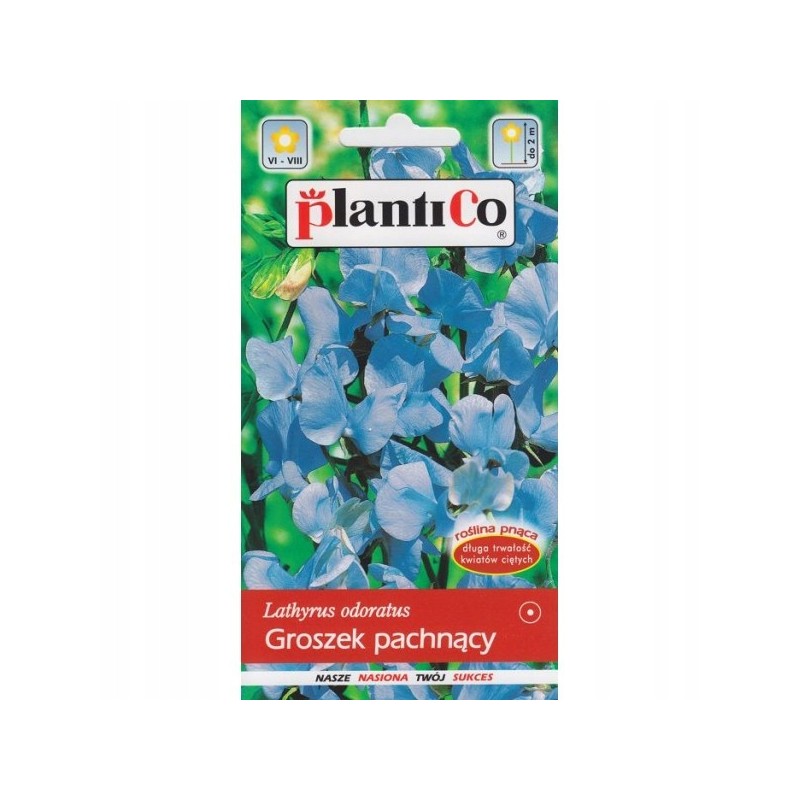 Groszek Pachnący jasnoniebieski 2g Plantico