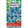 Groszek Pachnący jasnoniebieski 2g Plantico