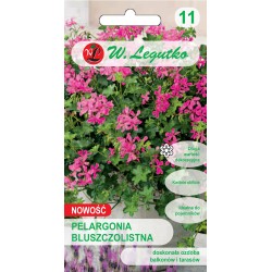 Pelargonia Bluszczolistna Fuchsia F1 5 Nasion W. Legutko