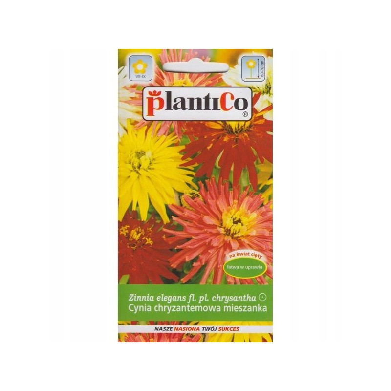 Cynia wytworna chryzantemowa Glamour Girls 1g Plantico