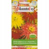 Cynia wytworna chryzantemowa Glamour Girls 1g Plantico