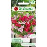 Pelargonia bluszczolistna Speedy F2 5 Nasion W. Legutko