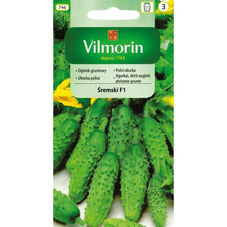 Ogórek Gruntowy Śremski F1 3g Vilmorin