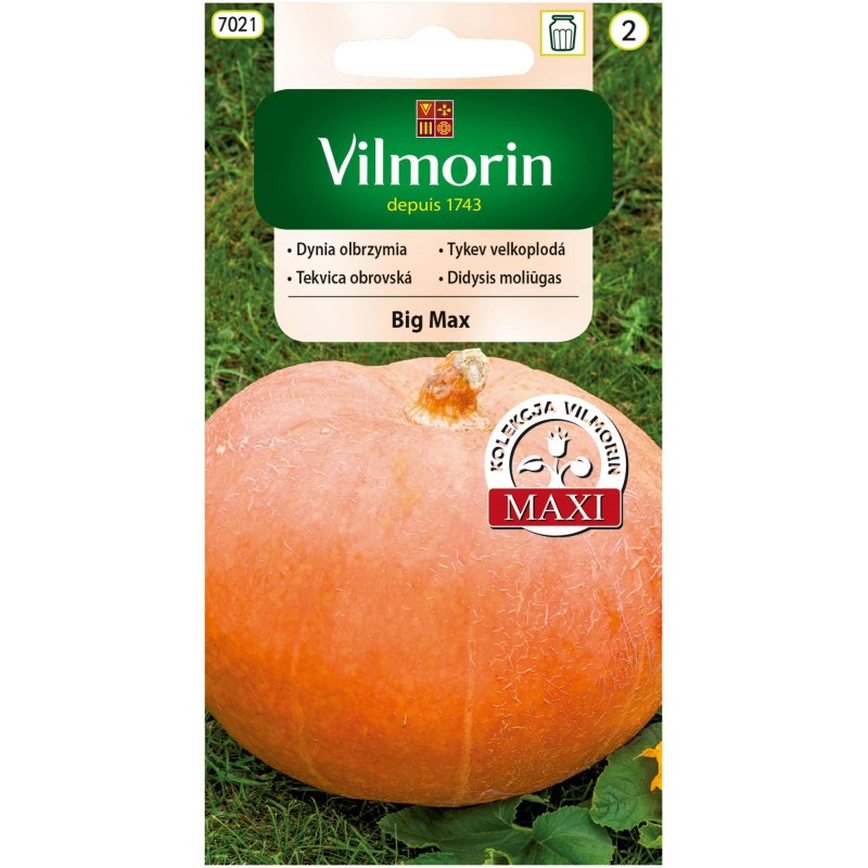 Dynia Olbrzymia Big Max 3g Vilmorin