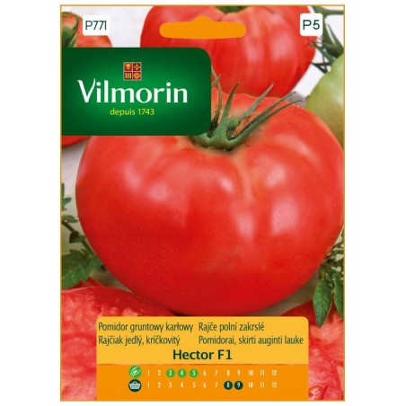 Pomidor Gruntowy Karłowy Hector F1 0,1g Vilmorin