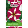 Petunia Ogrodowa Dwukolorowa 0,05g Plantico