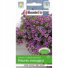Petunia Ogrodowa Dwukolorowa 0,05g Plantico