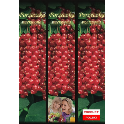 Porzeczka Czerwona 1 szt.