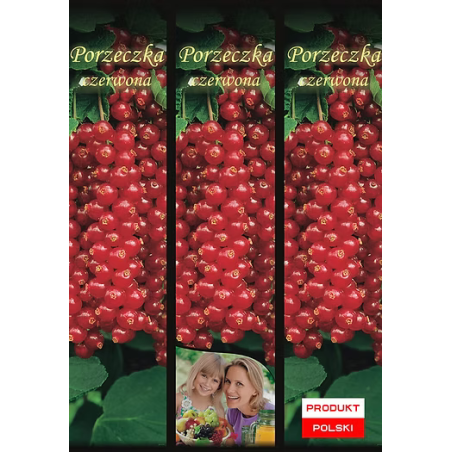 Porzeczka Czerwona 1 szt.