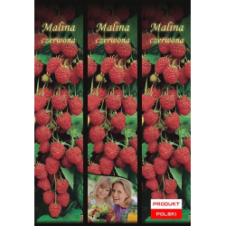 Malina Czerwona 1 szt.