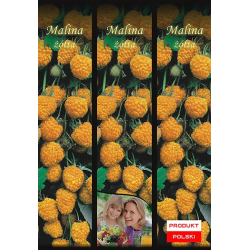 Malina Żółta 1 szt.
