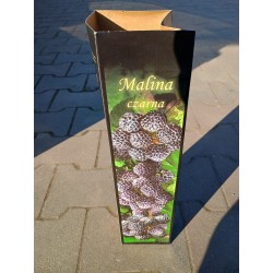 Malina Czarna 1 szt.