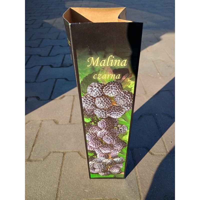 Malina Czarna 1 szt.