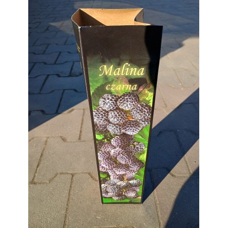 Malina Czarna 1 szt.