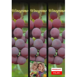 Winogrono Różowe 1 szt.
