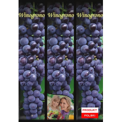 Winogrono Fioletowe 1 szt.