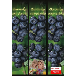 Borówka Amerykańska 1 szt.