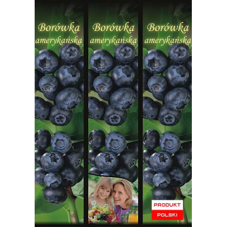Borówka Amerykańska 1 szt.